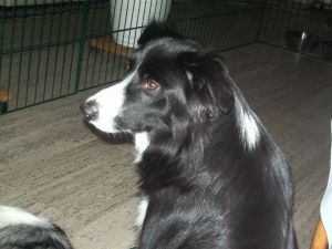 Kopie von AmelyIMGP2119.JPG